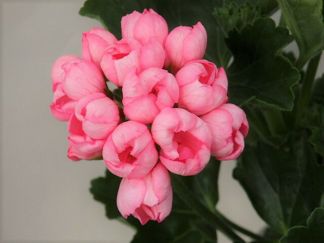 楽天市場 ゼラニウム チューリップゼラニウム チェリーパンドラ 15cm鉢 アリスガーデン