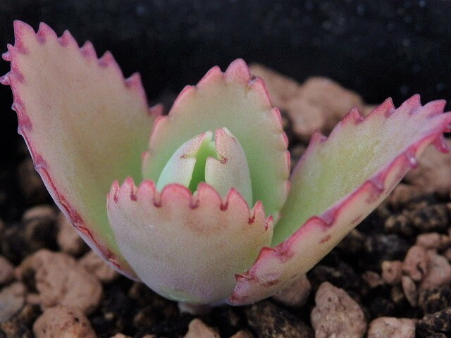 楽天市場 多肉植物 カランコエ 子宝草 コダカラソウ こだからそう 7 5cm鉢 アリスガーデン