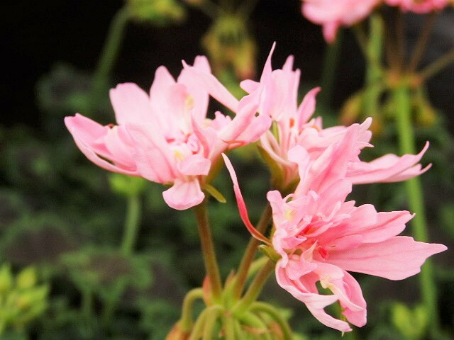 楽天市場 ゼラニウム ローズバッド ゼラニューム アップルブロッサム 10 5cm鉢 アリスガーデン