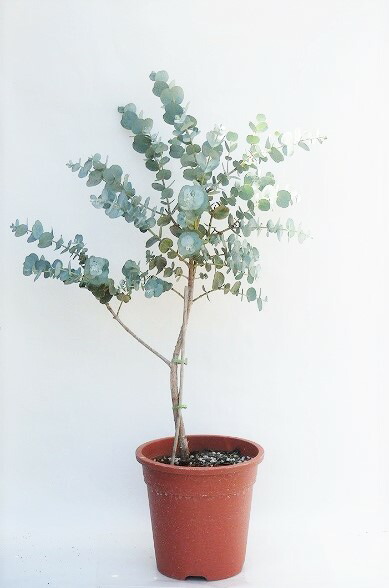 楽天市場 ユーカリ アーニゲラ 15cm鉢 アリスガーデン