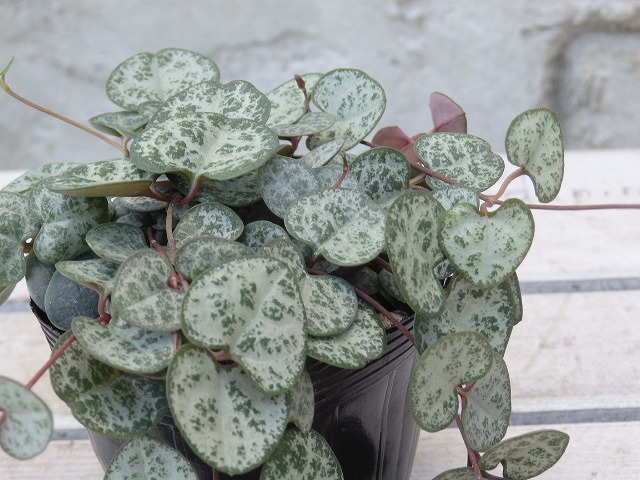 楽天市場】【レディーハート】☆ 斑入りハートカズラ 多肉植物