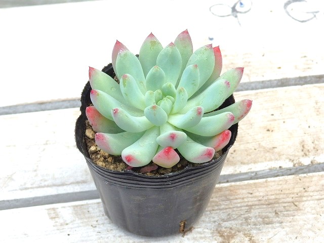 楽天市場】多肉植物 風緑 エケベリア属 7.5センチポット 2号