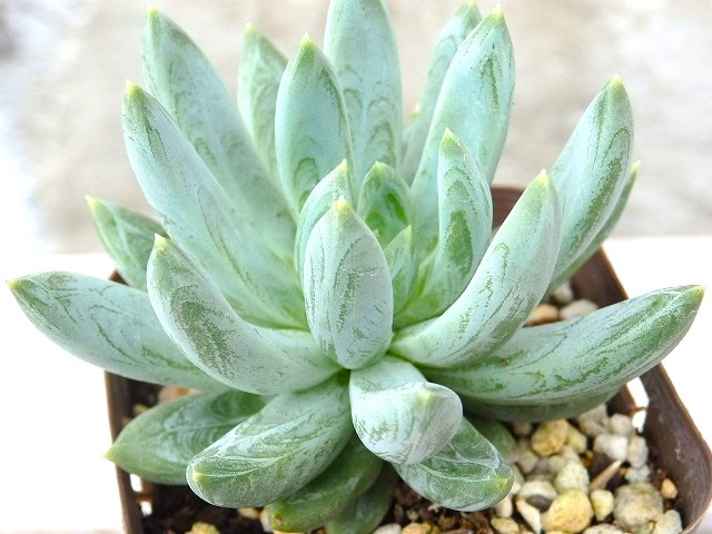 楽天市場】多肉植物 風緑 エケベリア属 7.5センチポット 2号 : ここなぎ