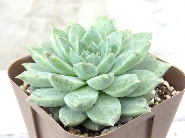 参考画像 中型多肉植物 緑色 金属製容器 参考画像 中型多肉植物 緑色