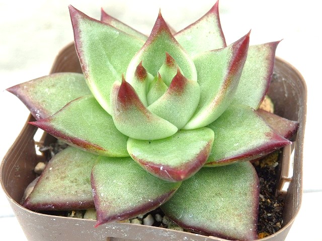 楽天市場】多肉植物 風緑 エケベリア属 7.5センチポット 2号