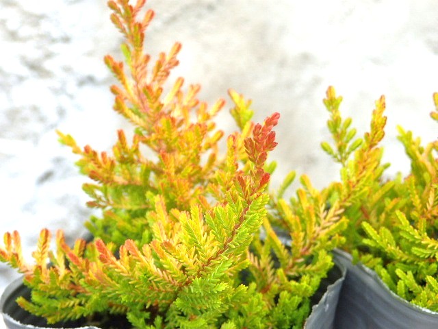 楽天市場】【超大株】 八重咲き カルーナ ブルガリス ツリー仕立て 9号