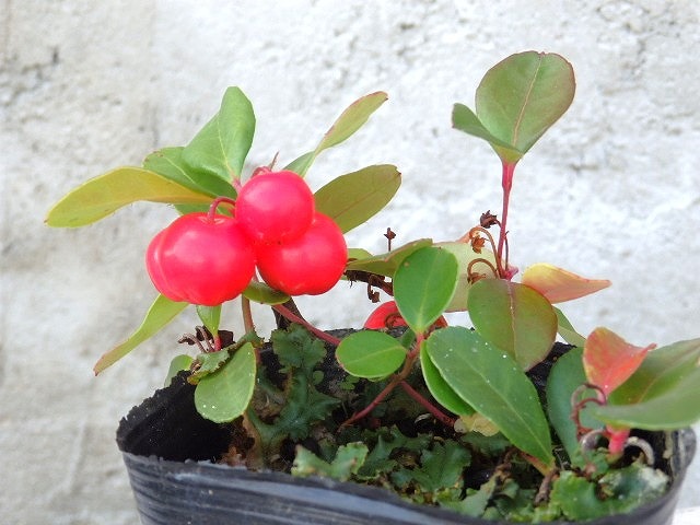 チェッカーベリー様 チェッカーベリー 5号｜花木04-PA | 花木・庭木 | 赤塚植物園