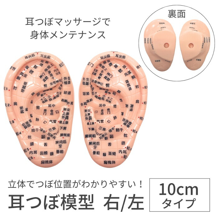 １着でも送料無料 1個 片側 右 左 10cm 模型 楽天市場】耳ツボ 耳裏 プリント 印字 耳のケア