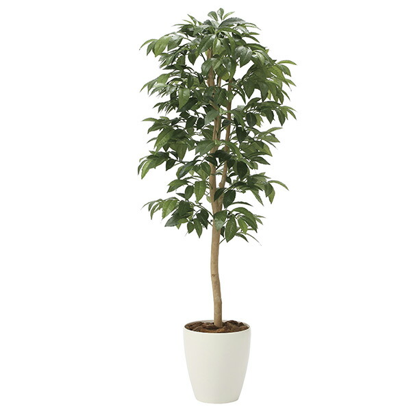 楽天市場】【スーパーSALE10％OFF】光触媒観葉植物 アルテシマ1.6