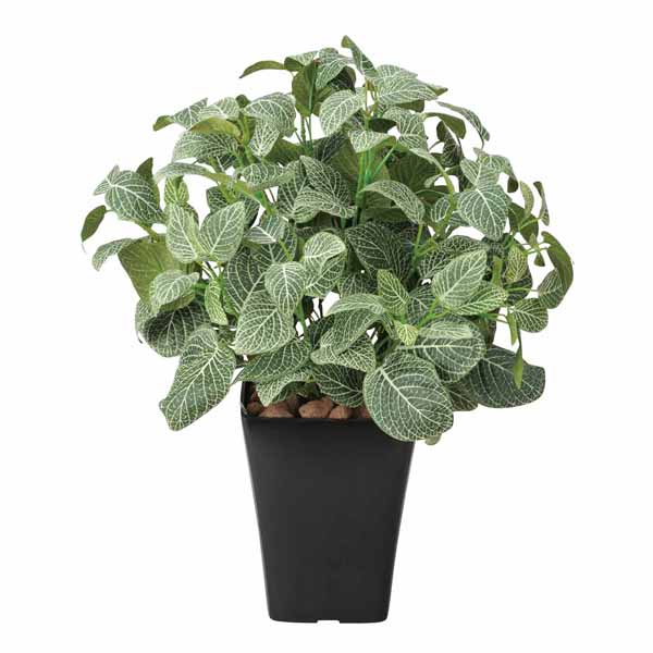 全日本送料無料 楽天市場 イミテーショングリーン 観葉植物 フェイクグリーン 光触媒 テーブルタイプ フィットニアｍ フロック加工 鑑賞 人工観葉 植物 インテリアグリーン グリーン 植物 人工植物 インテリア 高さ47cm 光の楽園 新築祝い 引越し祝い 光触媒グリーン