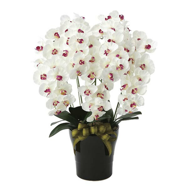 人気ブランド 楽天市場 胡蝶蘭 フラワー 光触媒 花 コチョウラン 白 ホワイト 祝い 母の日 ギフト 枯れない 観葉植物記念日 開店祝い 造花 贈り物 消臭 抗菌インテリア プレミアム胡蝶蘭5本立w Ab おすすめ リビング Arne インテリア家具と雑貨 楽天1位