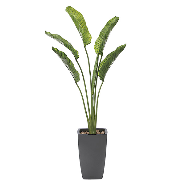 最安値に挑戦 光触媒 観葉植物 植物 人工観葉植物 インテリア おしゃれ グリーン オーガスタ 高さ180cm 超特価激安 Malaysiabd Com