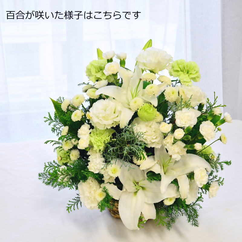 安値 敬老の日 あす楽 花 フラワーアレンジメント 生花 ご挨拶 結婚祝い 百合 ユリ フラワーギフト送料無料 白グリーン プレゼント 受付 記念日 新築祝い ゆり おしゃれ ウエディング お祝い Lily Of White 100 A Ng Fucoa Cl