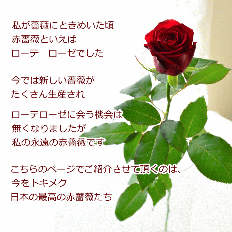 誕生日 花 花束 切花 赤薔薇 国産 最高級 100本 ブーケ 送料無料 生花 ラウンドタイプ お祝い 表彰 送別 退職 結婚祝い ウエディング 両親贈呈 フラワーギフト 記念日 特別な日 プロポーズ 本数追加 おしゃれ 豪華 まるい きれい B Ag Prescriptionpillsonline Is
