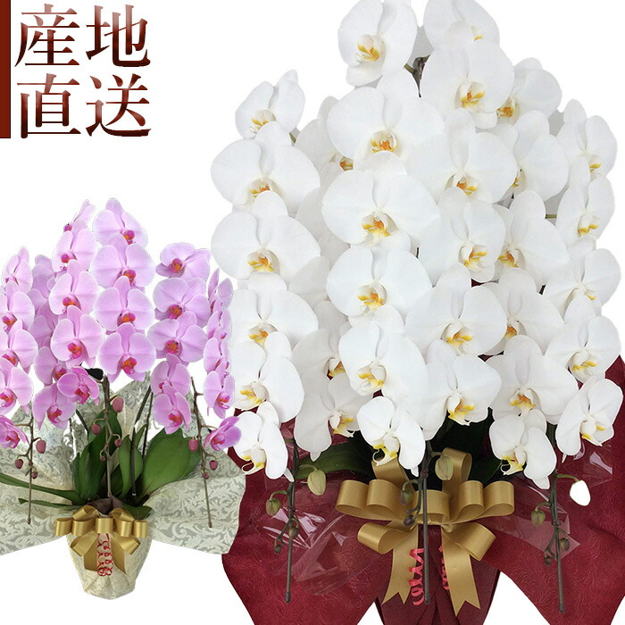 父の日の謂われ因縁と喜ばれるお花