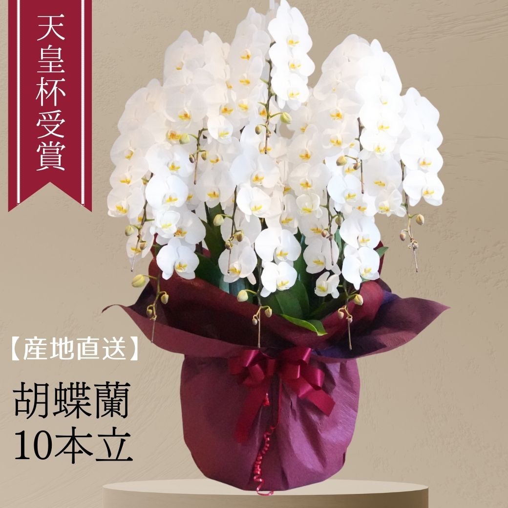 胡蝶蘭 誕生日 花 鉢花 蘭 ラン コチョウラン 10F 10本立ち ギフト 白 産地直送 ビジネス お祝い 御祝 展示会 受付 記念日 プレゼント 結婚祝い 出産祝い 送別 新築祝い ウエディング お供え お悔み ns ANG お花 宅配|ブーケ_花とギフトの店 ARNE