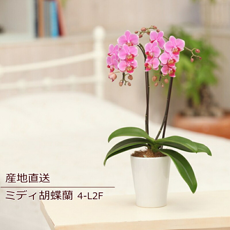 お父様の月日 お中元 ご頭語 ご降誕日 花 鉢花 幽客 ラン 蝶々蘭 Midi胡蝶蘭 2f 2基礎立ち 到来物 出生地直送 休 言明 貨物輸送無料 誕生日 陳列アセンブリ 可決 祝事する日 スーヴェニア 婚媾お祭り 送別 建築祝い リビング 机サイズ 婚媾 御祝 プロダクション祝い Ns Ag