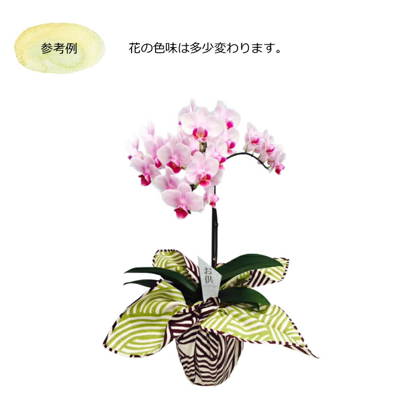 父の日 お中元 ご挨拶 誕生日 花 鉢花 蘭 ラン 胡蝶蘭 ミディ胡蝶蘭 1f 1本立ち ギフト ピンク 産地直送 リラックス メッセージ 送料無料 誕生日 展示会 受付 記念日 プレゼント 結婚祝い 送別 新築祝い リビング テーブルサイズ ウエディング 御祝 出産祝い Ns