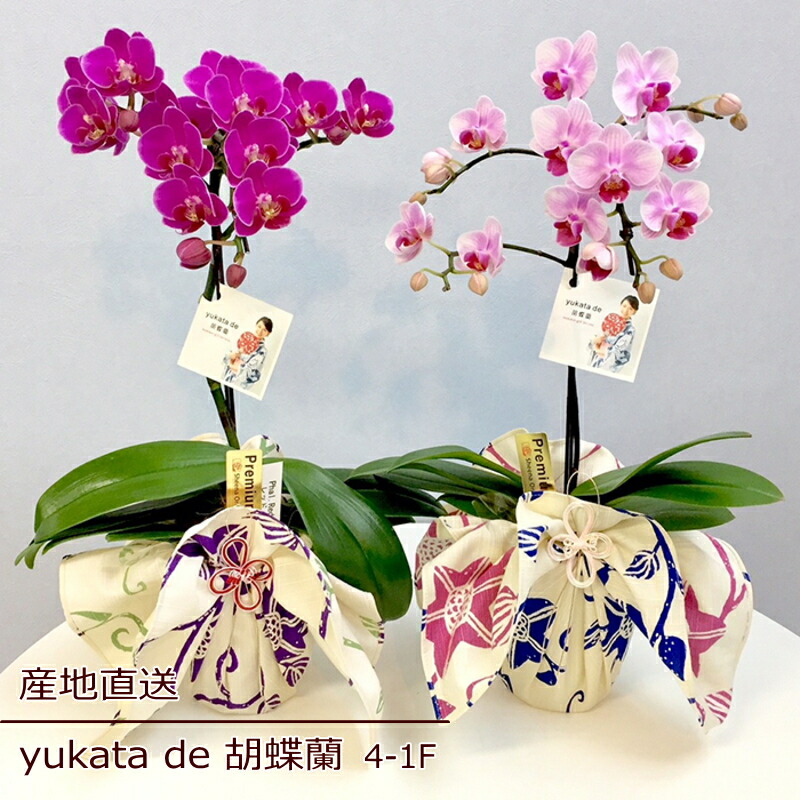 父の日 お中元 ご挨拶 誕生日 花 鉢花 蘭 ラン 胡蝶蘭 ミディ胡蝶蘭 1f 1本立ち ギフト ピンク 産地直送 リラックス メッセージ 送料無料 誕生日 展示会 受付 記念日 プレゼント 結婚祝い 送別 新築祝い リビング テーブルサイズ ウエディング 御祝 出産祝い Ns