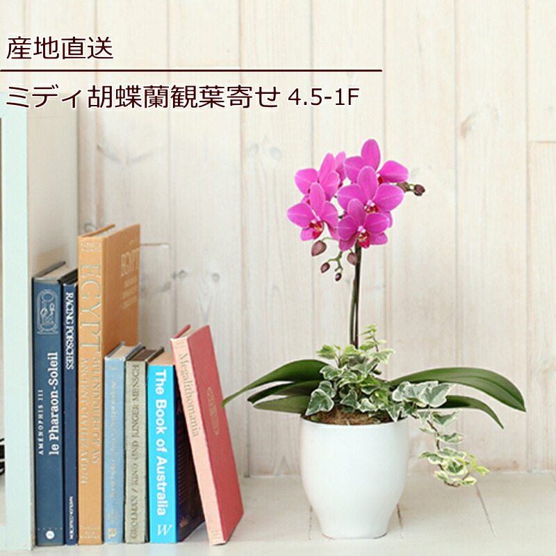 父の日 お中元 ご挨拶 誕生日 花 鉢花 蘭 ラン 胡蝶蘭 ミディ胡蝶蘭 1f 1本立ち ギフト ピンク 産地直送 リラックス メッセージ 送料無料 誕生日 展示会 受付 記念日 プレゼント 結婚祝い 送別 新築祝い リビング テーブルサイズ ウエディング 御祝 出産祝い Ns