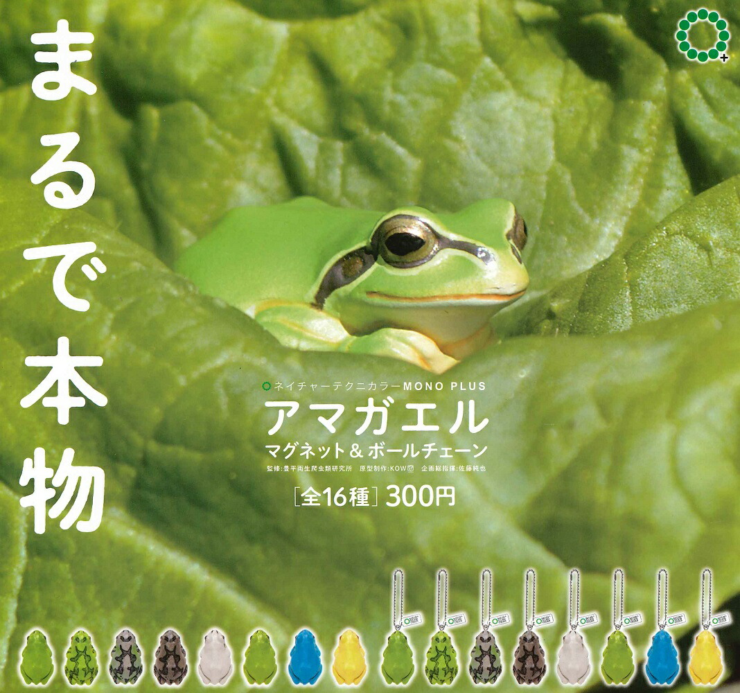 アマガエル 楽天市場】【10月発売予定】 ふちやすみアマガエル 【全5種