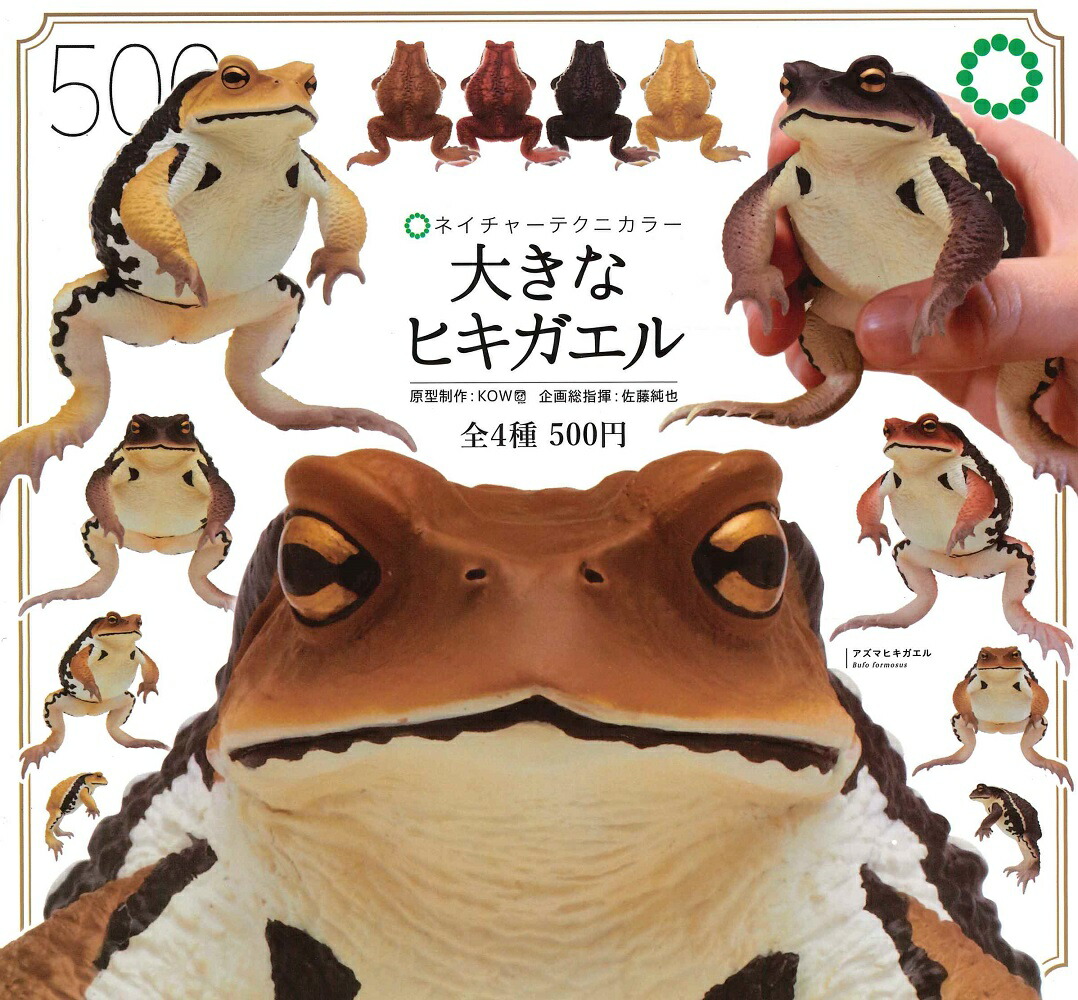 ミヤコヒキガエル　１０匹 ミヤコヒキガエル10匹セット 【公式通販】
