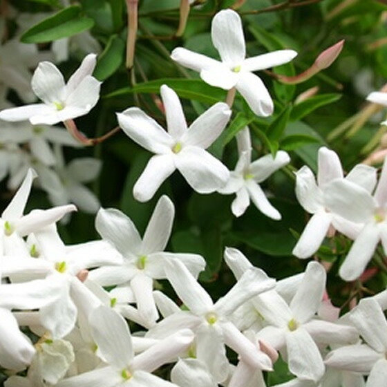 オープニング大放出セール フロリハナ エッセンシャルオイル ジャスミン アブソリュート 5 2ml Non Bio 保存版 Www Estelarcr Com