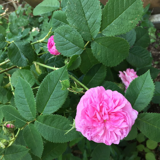 楽天市場 オーガニック エッセンシャルオイル ローズ オットー 2ml ラドローム 送料無料 アロマ アロマ