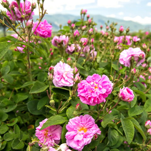 楽天市場 フロリハナ エッセンシャルオイル ローズ アブソリュート 2 0ml Non Bio アロマ アロマ