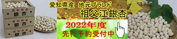 先行予約《日本国内産》江戸時代から続く銀杏産地 祖父江 藤九郎3L大粒ぎんなん もっちり 秋の味覚 高級銀杏 かわいい！