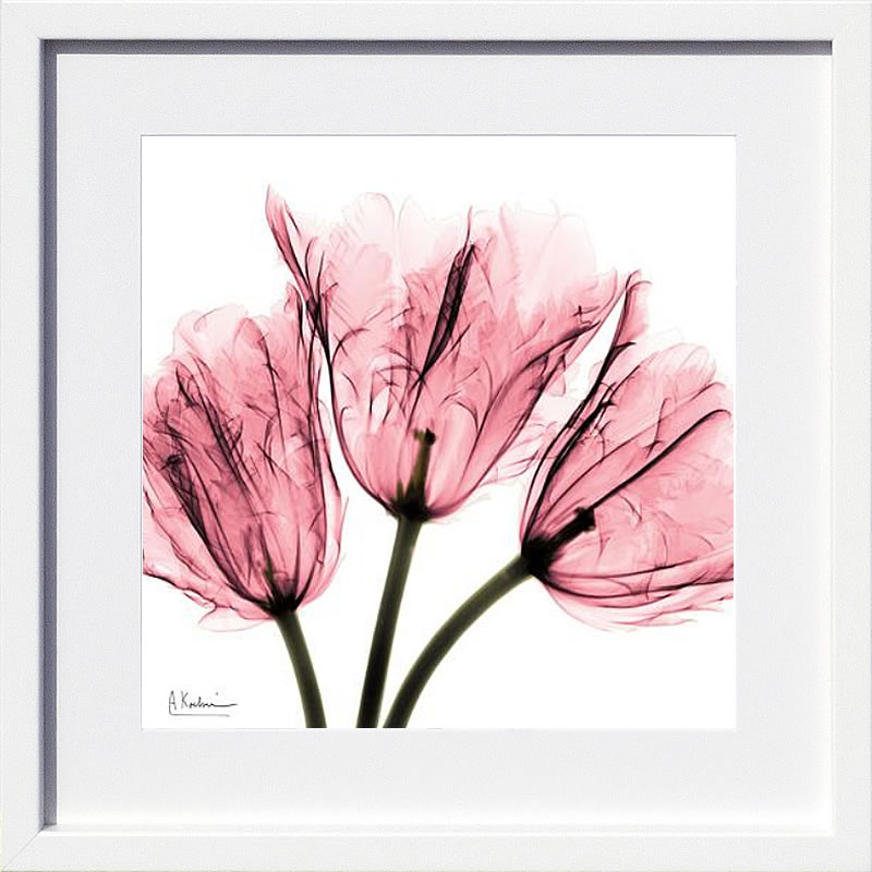 楽天市場】【ライセンスプリント】レントゲンアート XRay 絵画