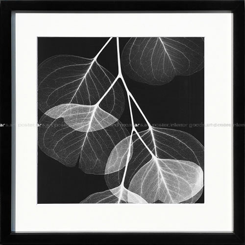 【ライセンスプリント】レントゲンアート XRay 絵画 ポスター アートパネル モダン アート 絵 複製画 版画 抽象画 作品 リトグラフ シルクスクリーン アートフレーム インテリア フレーム付き 壁掛け 北欧 おしゃれ アルバート・クーツィール Eucalyptus Xray 2