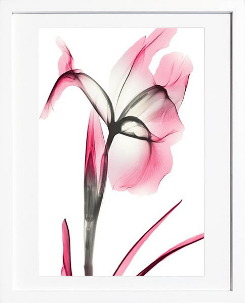 楽天市場】【ライセンスプリント】レントゲンアート XRay 絵画