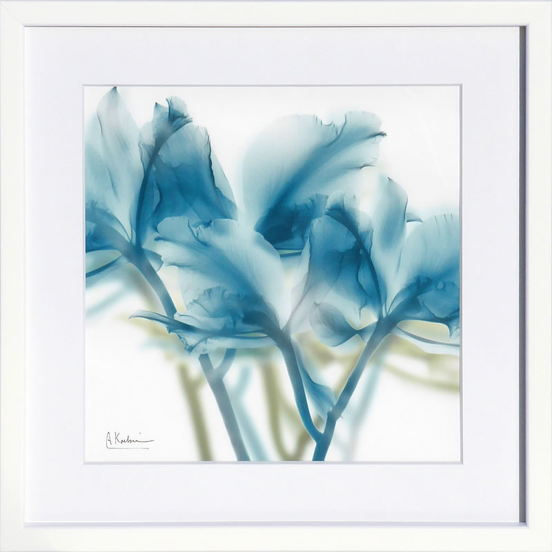 アルバートクーツィール レントゲンフラワー2点 アルバートクーツ