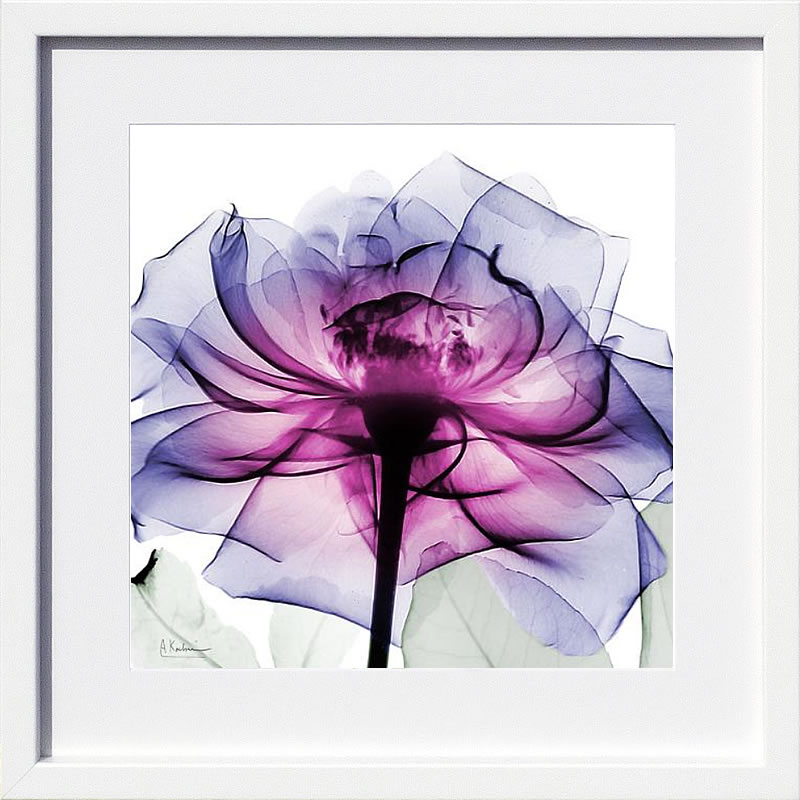 楽天市場】【ライセンスプリント】レントゲンアート XRay 絵画