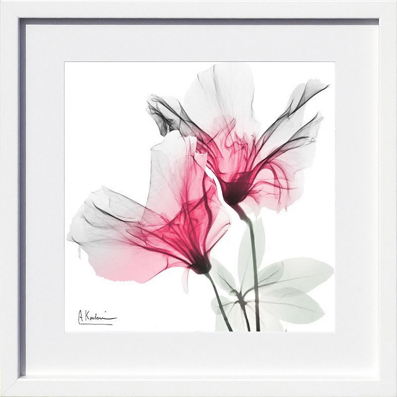 楽天市場】【ライセンスプリント】レントゲンアート XRay 絵画