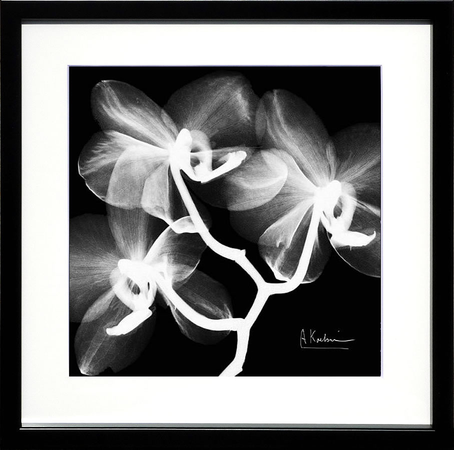【ライセンスプリント】レントゲンアート XRay 絵画 ポスター アートパネル モダン アート 絵 複製画 版画 抽象画 作品 リトグラフ シルクスクリーン アートフレーム インテリア フレーム付き 壁掛け 北欧 おしゃれ アルバート・クーツィール Xray Orchid