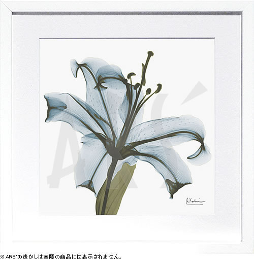 【ライセンスプリント】レントゲンアート XRay 絵画 ポスター アートパネル モダン アート 絵 複製画 版画 抽象画 作品 リトグラフ シルクスクリーン アートフレーム インテリア フレーム付き 壁掛け 北欧 おしゃれ アルバート・クーツィール May Lily 15,400円