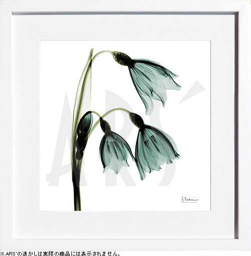 楽天市場】【ライセンスプリント】レントゲンアート XRay 絵画