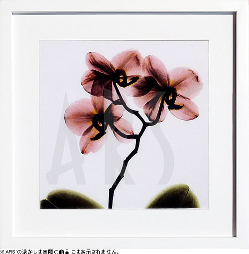 アルバートクーツィール レントゲンフラワー2点 アルバートクーツ