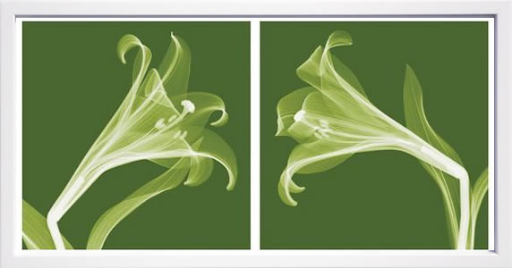 【使用許可刷り上げる】レントゲン工芸 XRay 図面 貼り出し 工芸ダイアログボックス 今めかしい 工芸 絵 書きうつす画 版画 普遍化画 細工物 リトグラフ 地絹映写幕 工芸ひな形 室内装飾 ひな形付き添い人 飾りつけ 北欧 今めかしいスティーブン N.マイヤーズ Lilies [Negative]