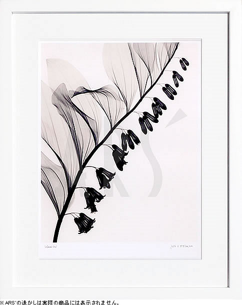 【ライセンスプリント】レントゲンアート XRay 絵画 ポスター アートパネル モダン アート 絵 複製画 版画 抽象画 作品 リトグラフ シルクスクリーン アートフレーム インテリア フレーム付き 壁掛け 北欧 おしゃれジュディス・マクミラン Solomon's Seal｜ARS&rsquo;ONLINE