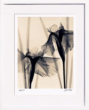 【ライセンスプリント】レントゲンアート XRay 絵画 ポスター アートパネル モダン アート 絵 複製画 版画 抽象画 作品 リトグラフ シルクスクリーン アートフレーム インテリア フレーム付き 壁掛け 北欧 おしゃれ ジュディス・マクミラン Japanese Iris