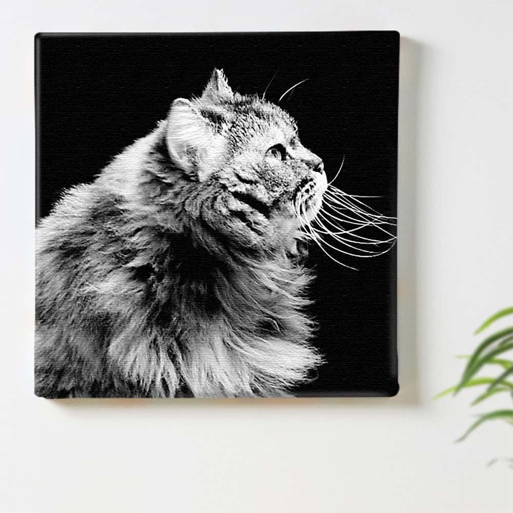 新品未開封　ファブリックアート モノトーン インテリア 70cm×90cm 楽天市場】猫 動物 モノクロのインテリア用アートパネル