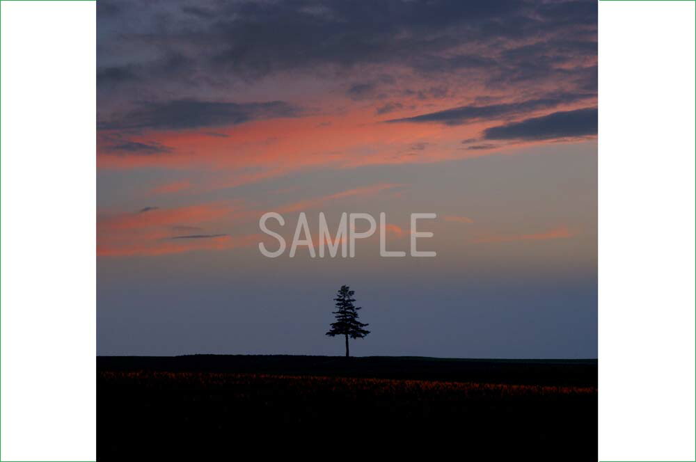風景写真ポスター 北海道 美瑛 夕暮れと一本の木 絵画 ART アートフレーム 夕日 壁飾り 壁掛け 背景 osp-319