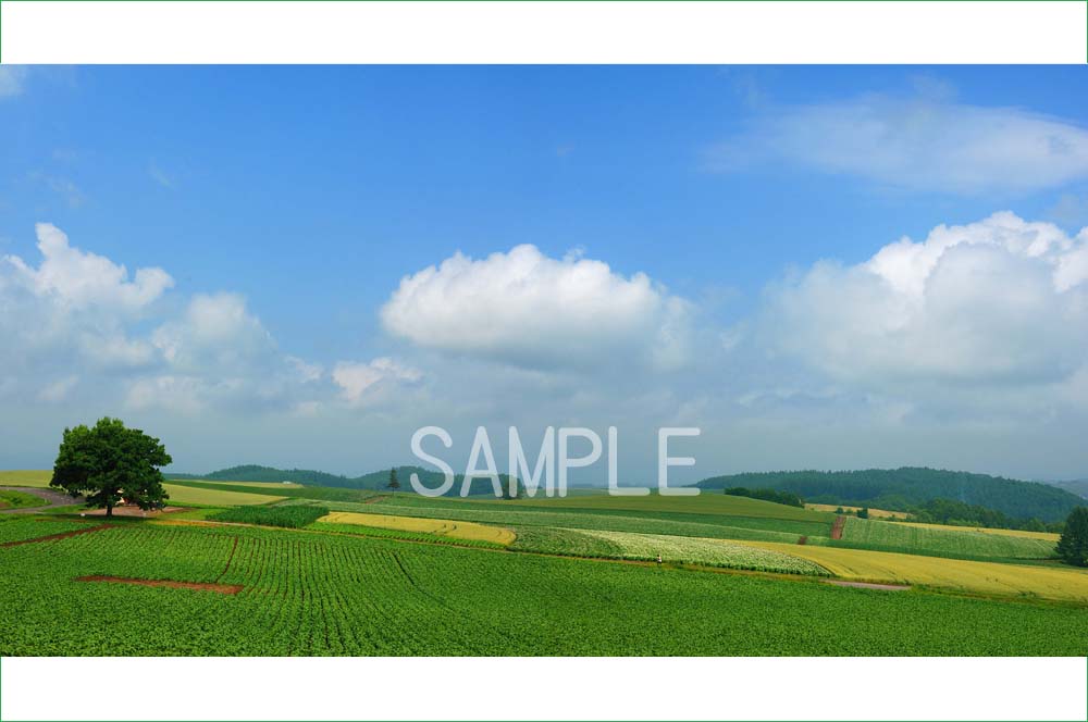 ★美瑛・畑の中の赤い屋根の家・肉筆油彩画・F6キャンバス ☆美瑛・夏空と赤い屋根の家・肉筆油彩画・F6キャンバス - メルカリ