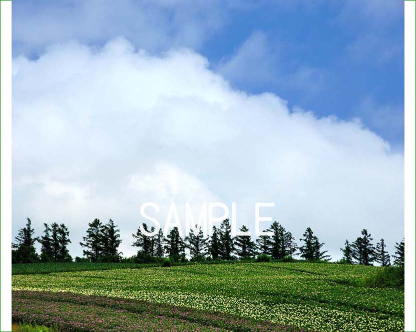 ★美瑛・畑の中の赤い屋根の家・肉筆油彩画・F6キャンバス caption.jpg