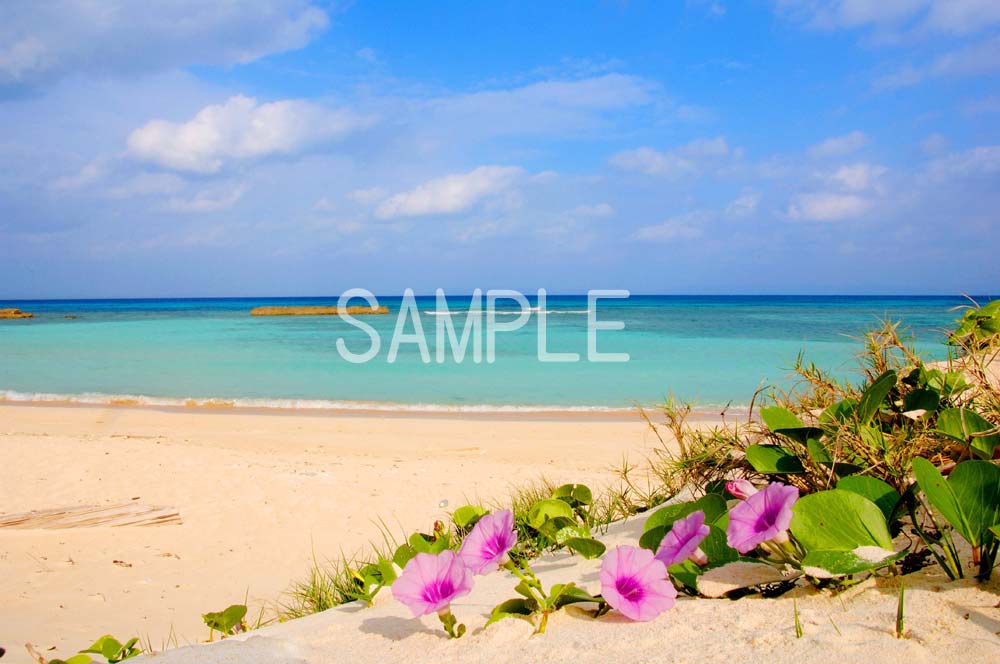 楽天市場】風景写真パネル 沖縄 波照間島 ニシ浜とハマヒルガオ 海 空