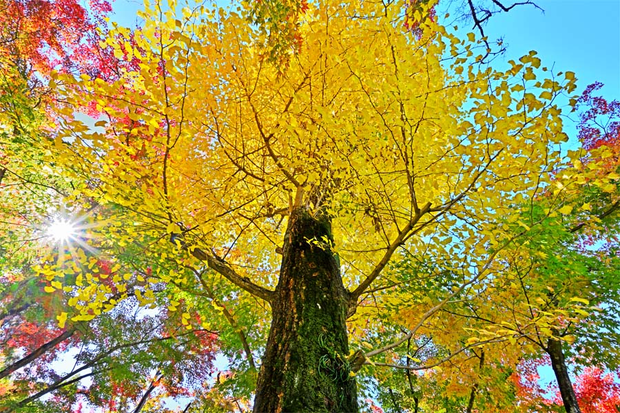 山水写真パネル 福島フェアー もちずり観音の紅葉15m25 送料無料 工芸パネル ウォールアート 垣根掛け 壁デコレーション 入れかえる 佇まい構築 内装 写真 慣わし景 森林浴 風 自ずから Fuk 701 M25 軽いギフ 束 Double19productions Com