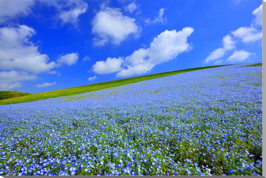 楽天市場】風景写真パネル 茨城 ひたち海浜公園 ネモフィラ 花